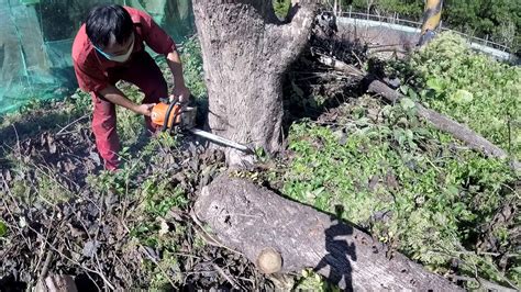 鋸樹方法